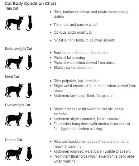 Cat Weight Chart Judging Your Cat S Body Condition