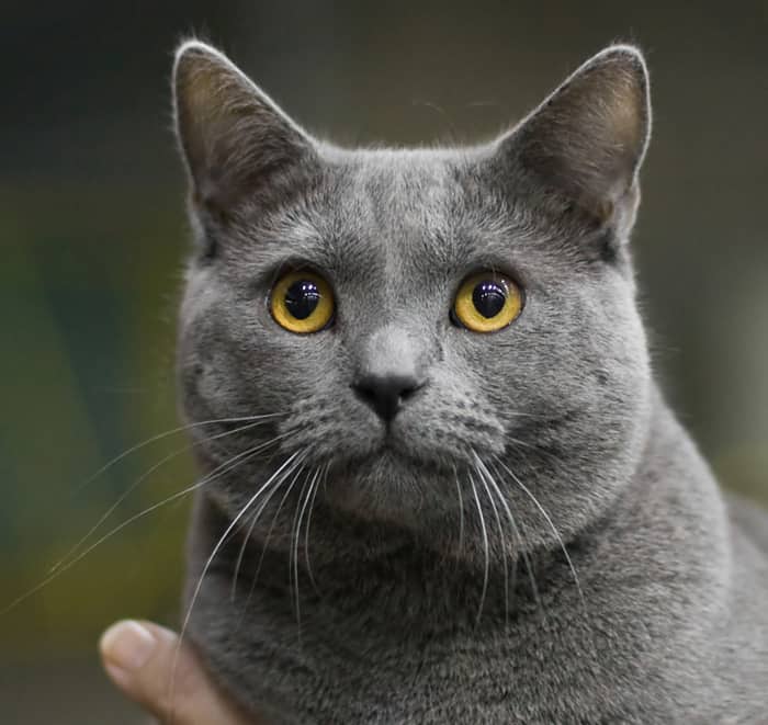 The Chartreux Cat Breed: A Sweet, Interactive, Quick Learner