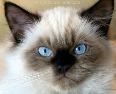 pointed cat breeds