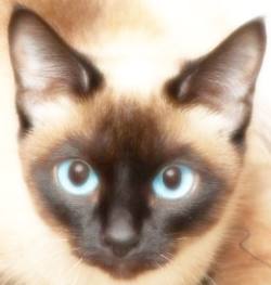 Traditional Siamese Cat Face