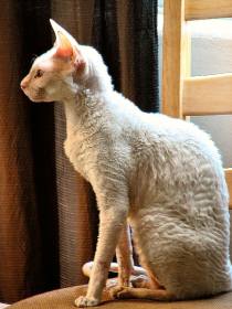 Aja White Cornish Rex Cat