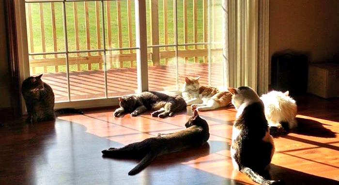Kitties enjoying the sun