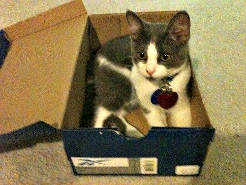 Belle in a shoe box
