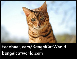 Spot from Bengal Cat World
