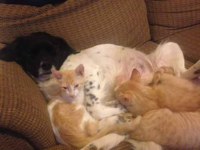 Dog nursing kittens