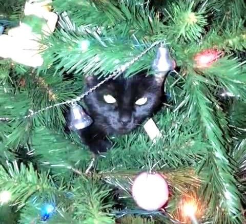 Black kitty in Christmas tree