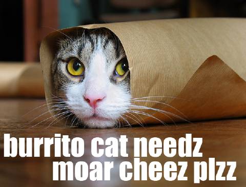 Tabby purrito needs moar cheez