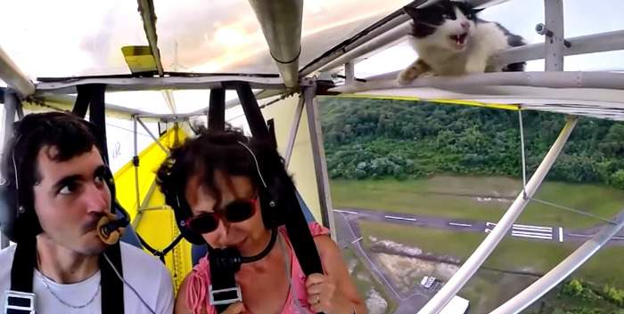 A very unhappy cat on the wing of a microlight aircraft