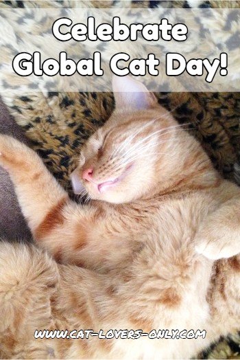 Celebrate Global Cat Day
