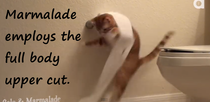 Marmalade the cat