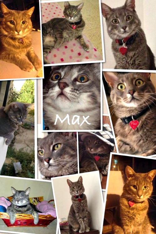 Max the tabby collage