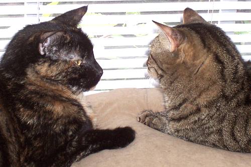 Priscilla and Teddie cat by the Window