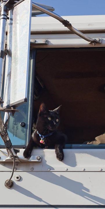 Punkin the trucking cat