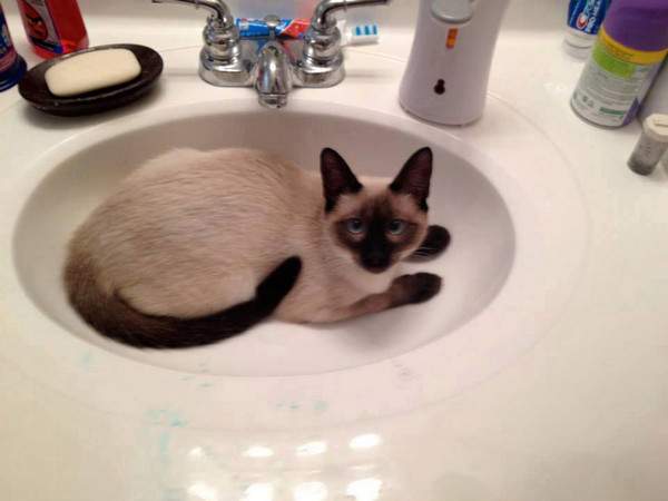 Razzy Rene in the sink