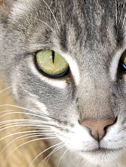 Silver tabby face