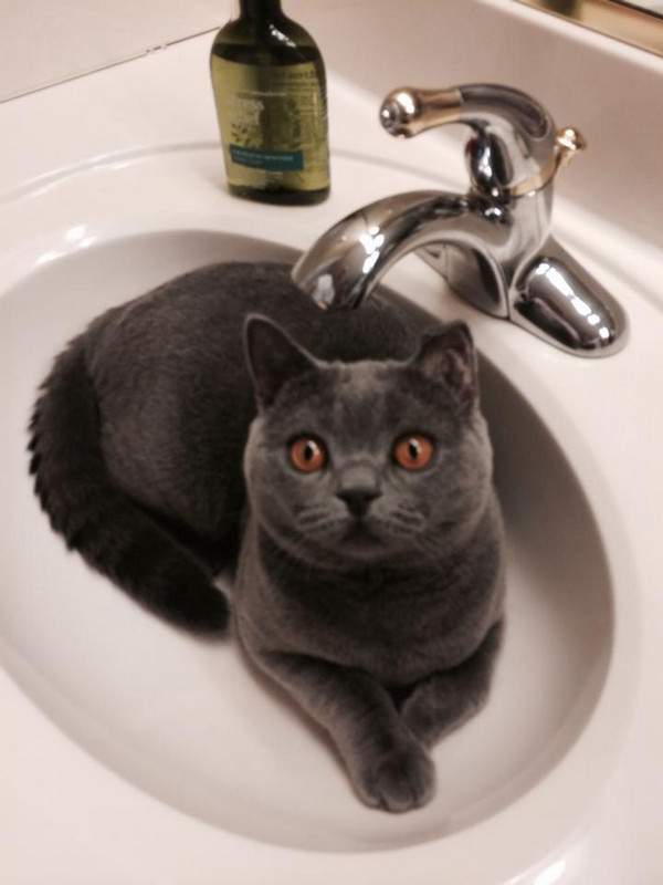 Sir Chubs the grey in the sink