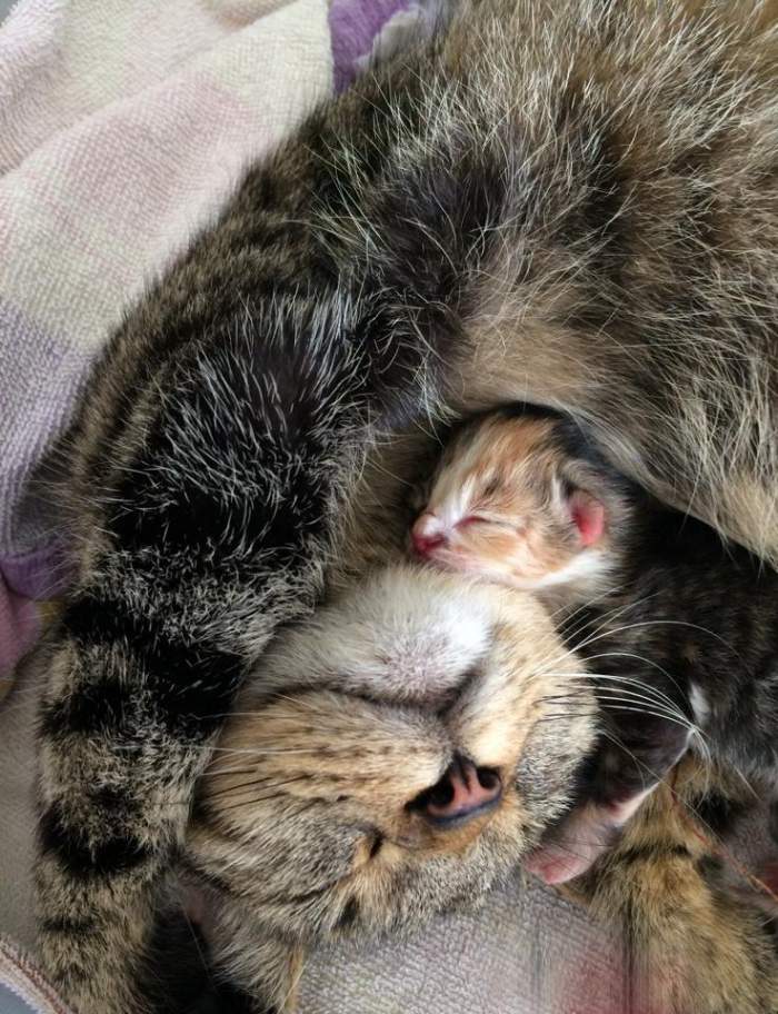 Tabby mom and kitten