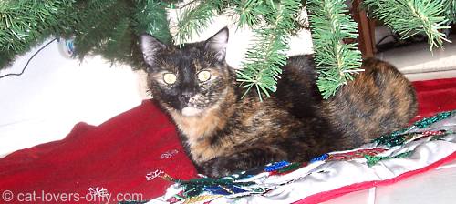 Teddie cat under the Christmas tree