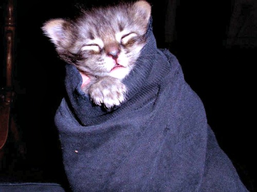 Thor as a tabby purrito