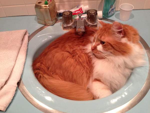 Ziggy the ginger and white in the sink